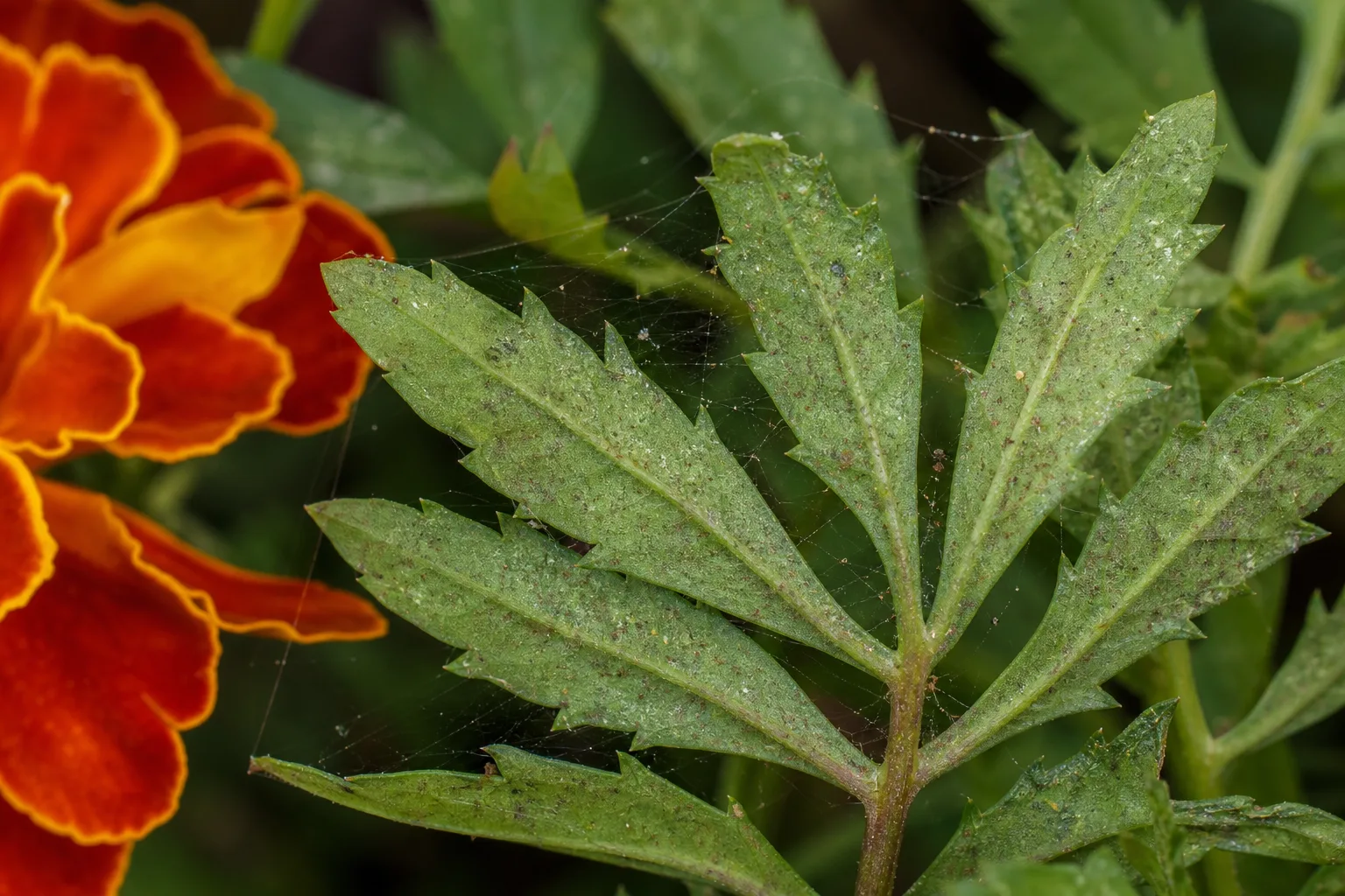 Spider Mites on Marigold - visible symptom on the plant