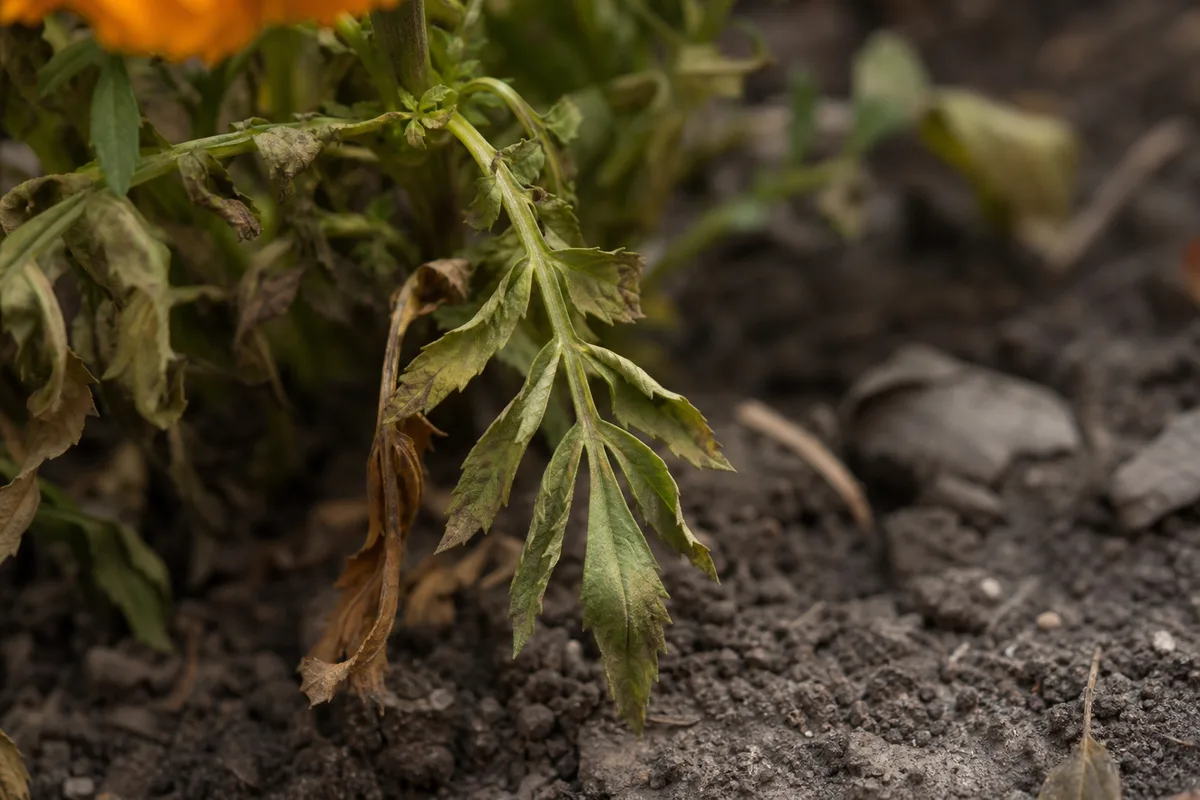 Close-up of Underwatering on Marigold - diagnostic detail