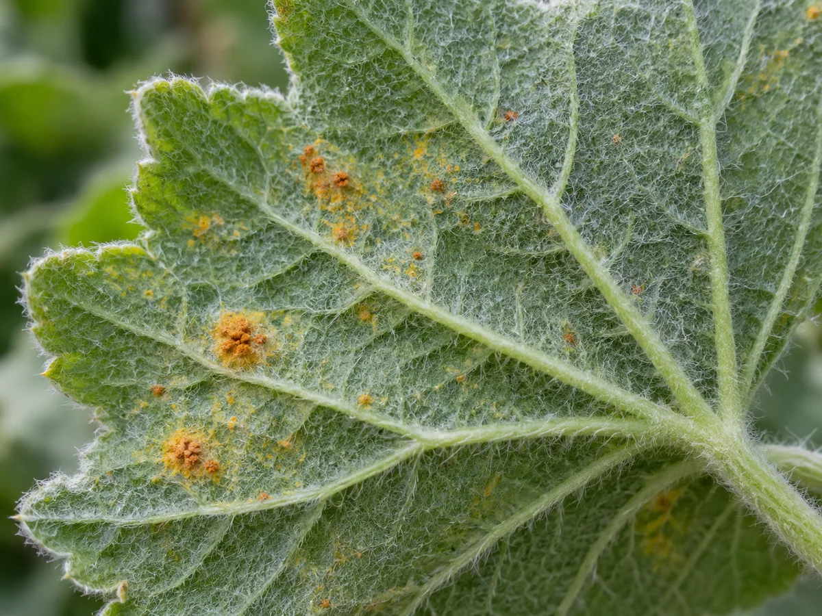 Close view of small orange-brown rust pustules on the underside of a softly hairy marsh mallow leaf