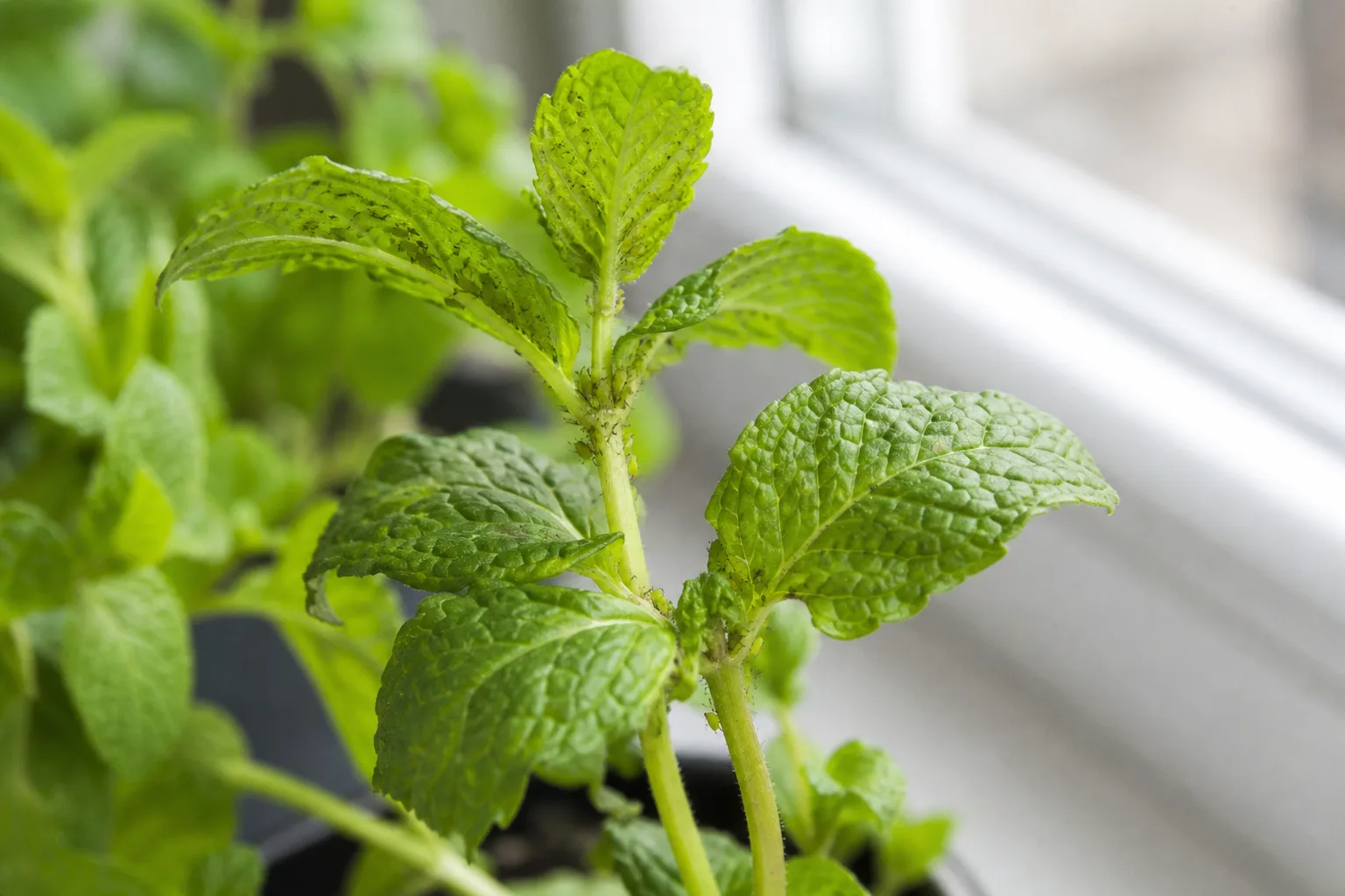 Aphids on Mint - visible symptom on the plant