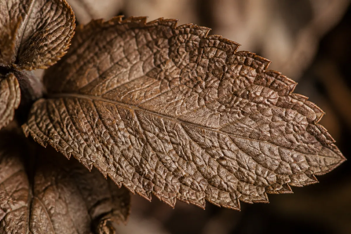 Close-up of Brown Leaves on Mint - diagnostic detail
