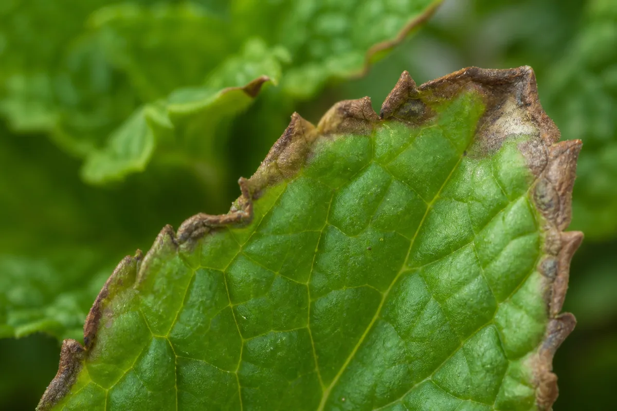 Close-up of Brown Tips on Mint - diagnostic detail