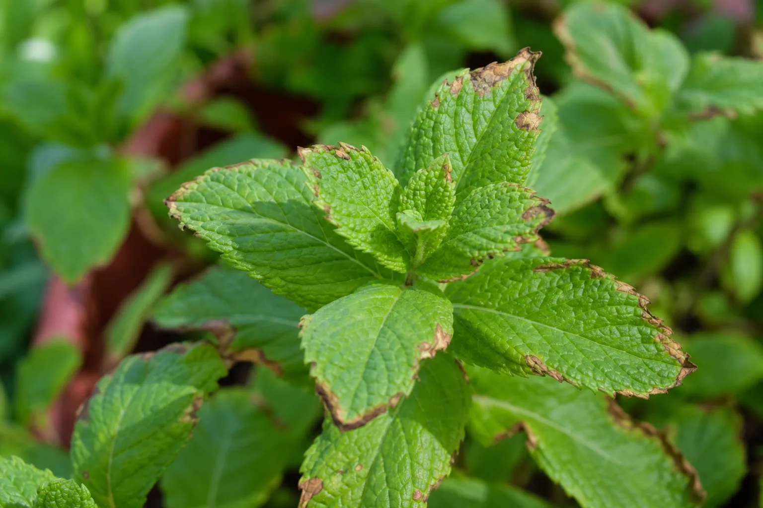 Brown Tips on Mint - visible symptom on the plant