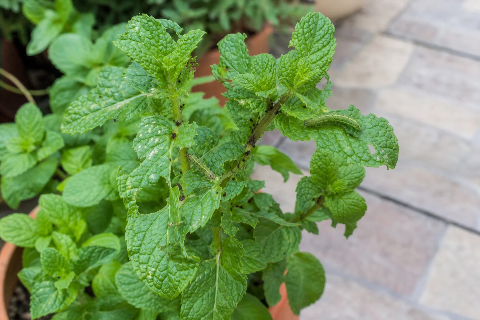 Caterpillars on Mint - visible symptom on the plant