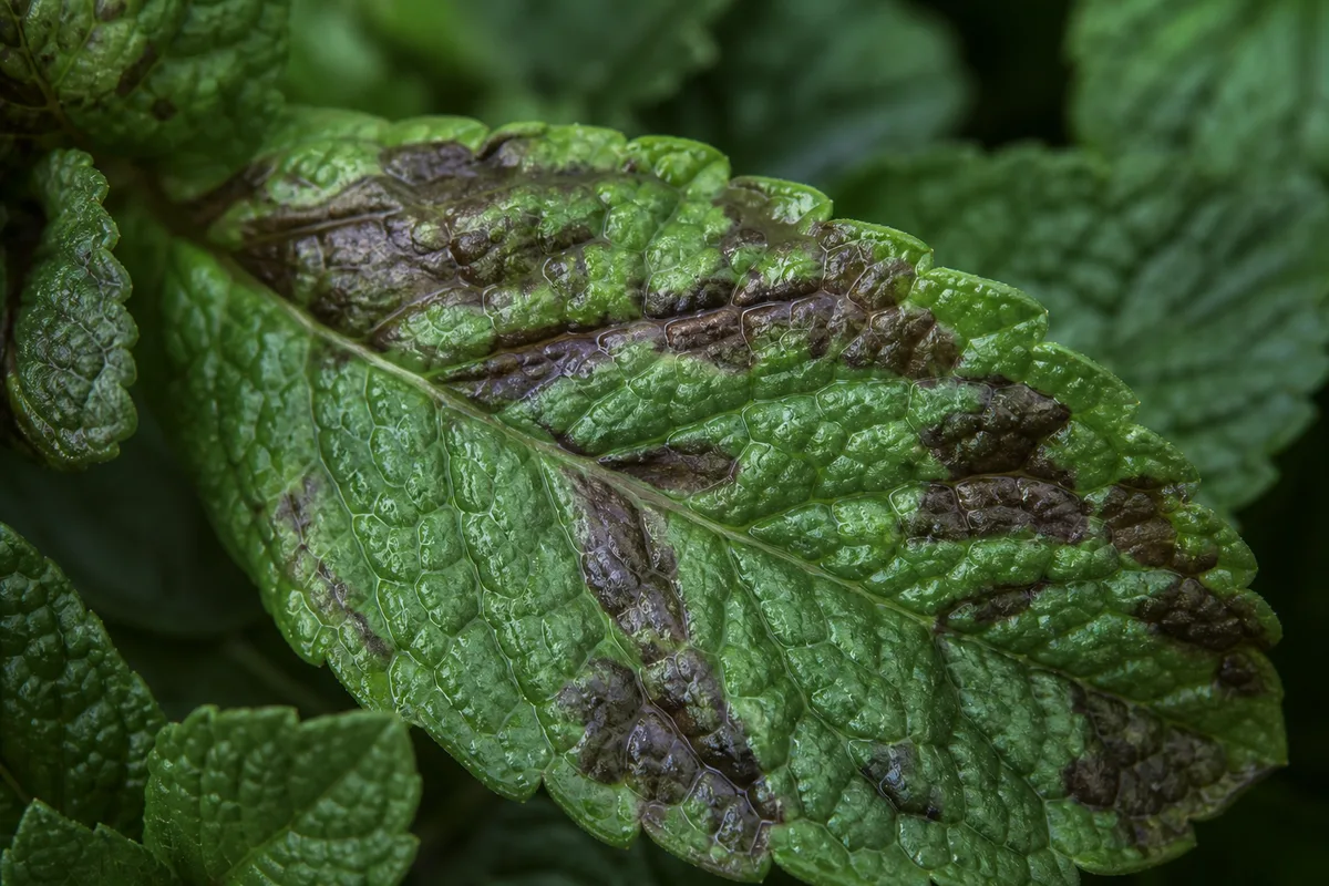 Close-up of Cold Damage on Mint - diagnostic detail