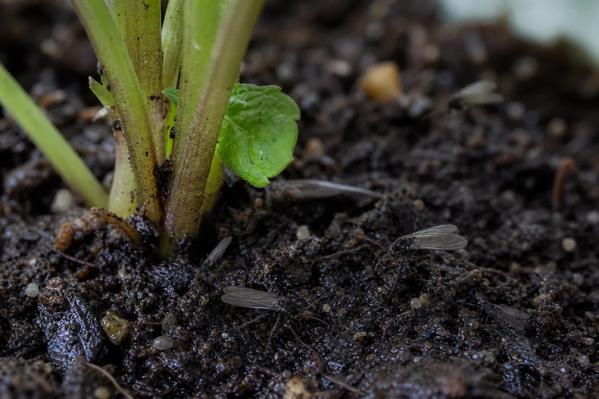 Close-up of Fungus Gnats on Mint - diagnostic detail