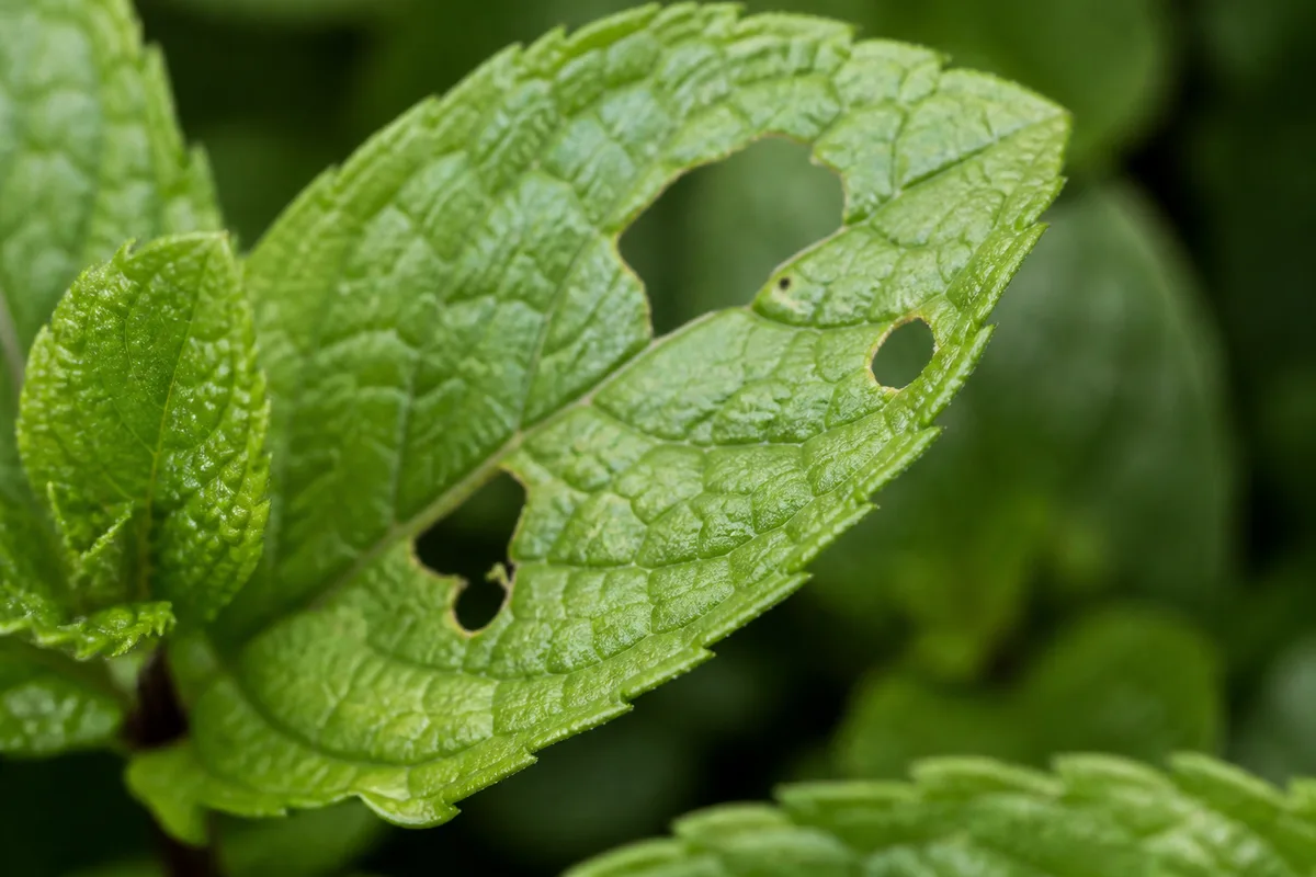 Close-up of Holes in Leaves on Mint - diagnostic detail