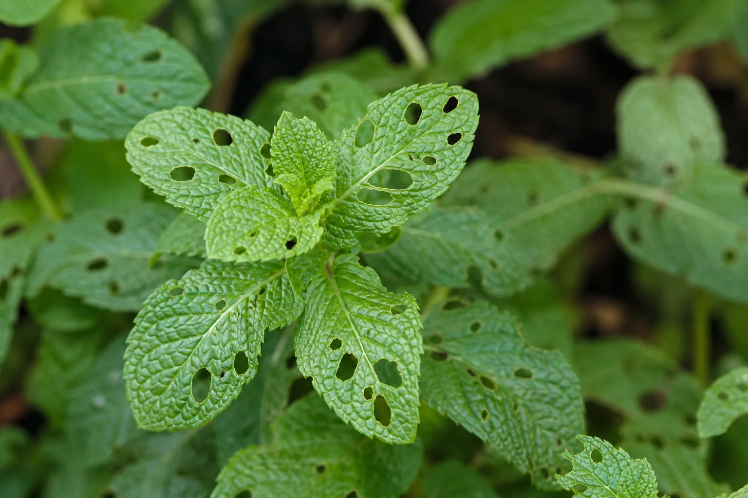 Holes in Leaves on Mint - visible symptom on the plant
