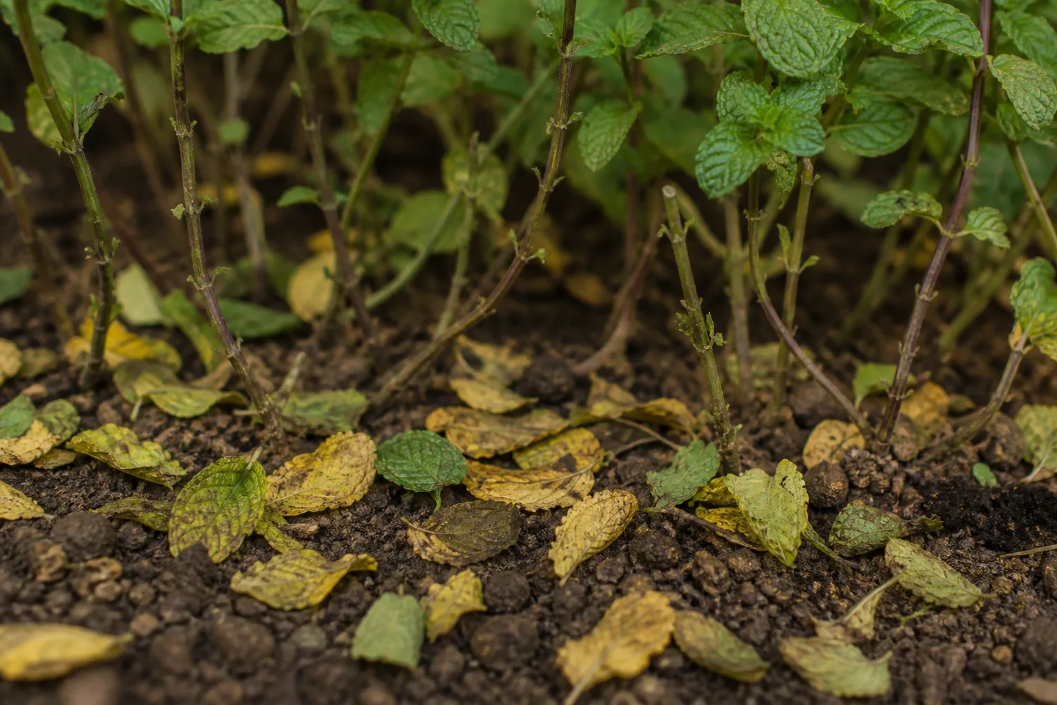 Leaf Drop on Mint - visible symptom on the plant