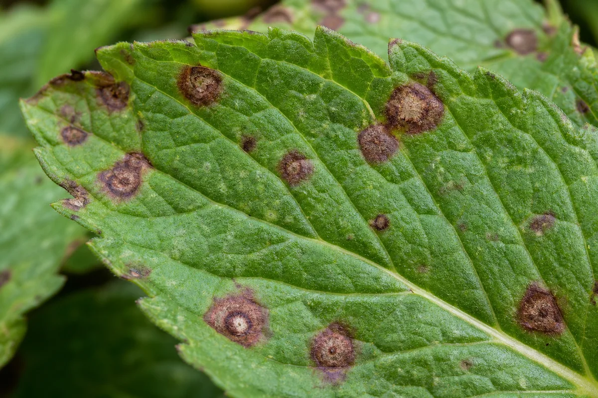 Close-up of Leaf Spot Disease on Mint - diagnostic detail