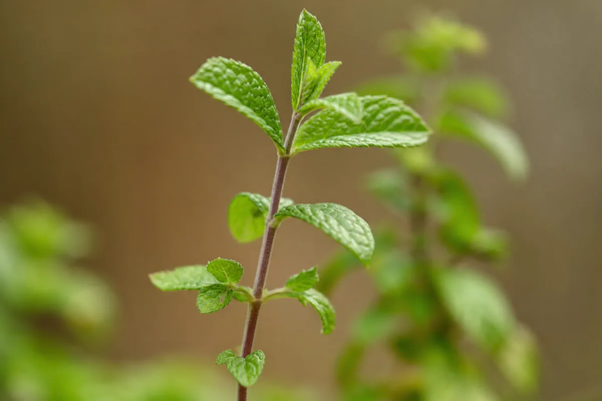 Close-up of Leggy Growth on Mint - diagnostic detail