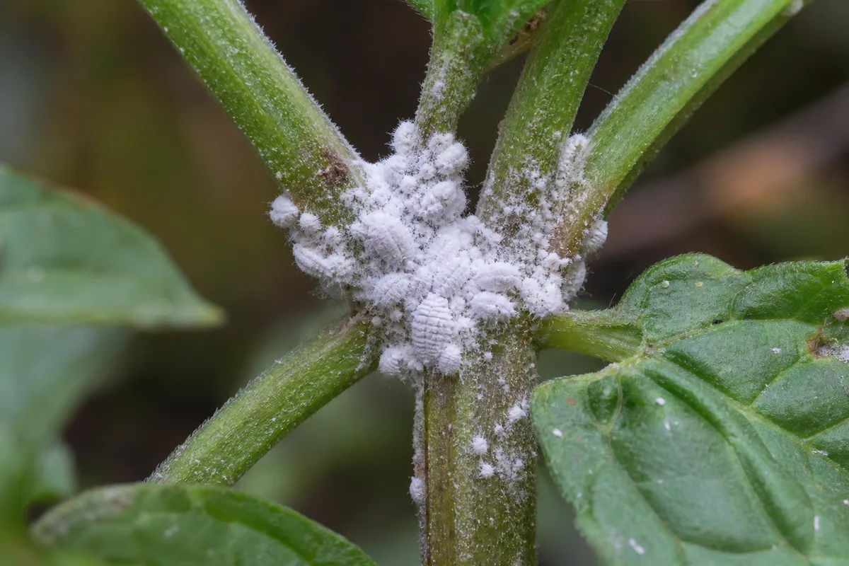 Close-up of Mealybugs on Mint - diagnostic detail