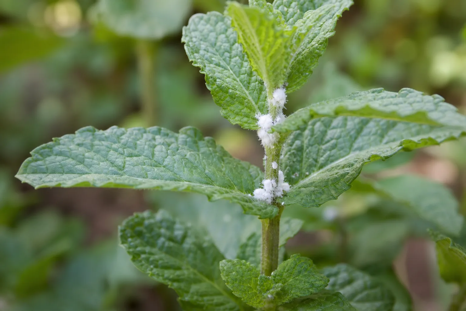 Mealybugs on Mint - visible symptom on the plant