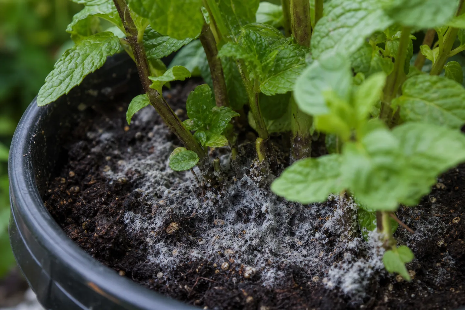 Mold on Soil on Mint - visible symptom on the plant