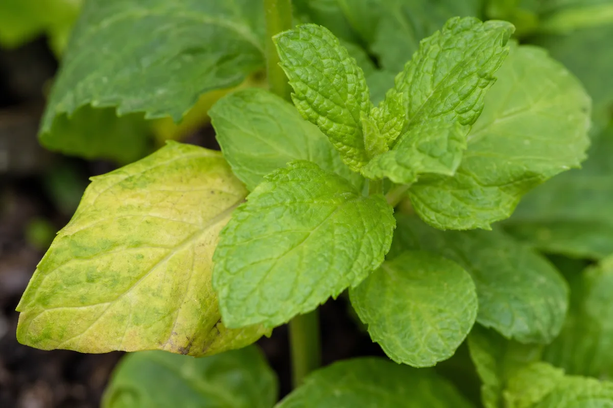 Close-up of Nitrogen Deficiency on Mint - diagnostic detail