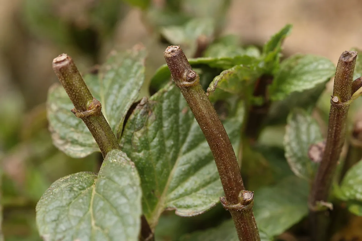 Close-up of No New Growth on Mint - diagnostic detail