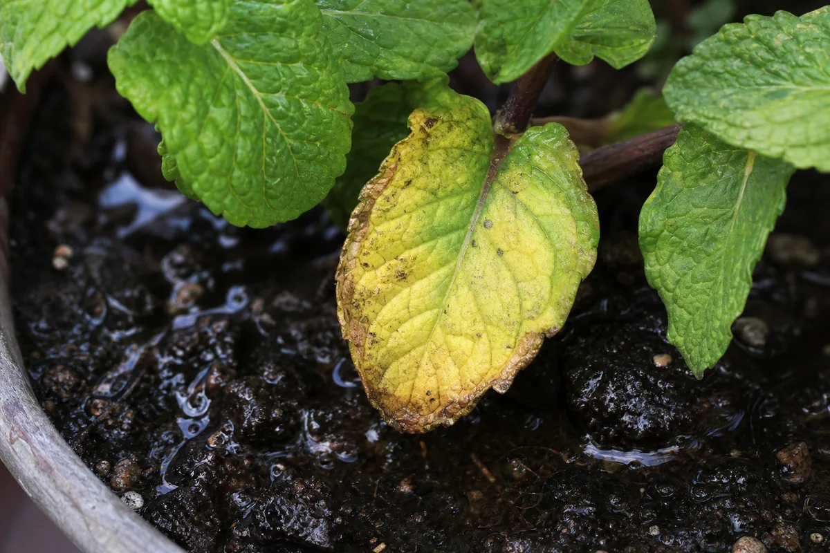 Close-up of Poor Drainage on Mint - diagnostic detail