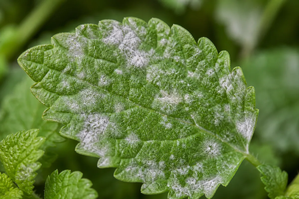 Close-up of Powdery Mildew on Mint - diagnostic detail