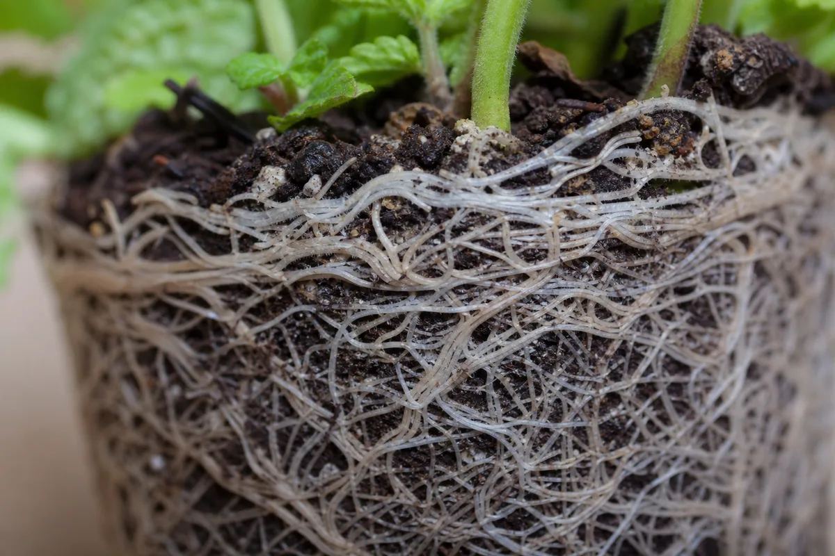 Close-up of Root Bound on Mint - diagnostic detail