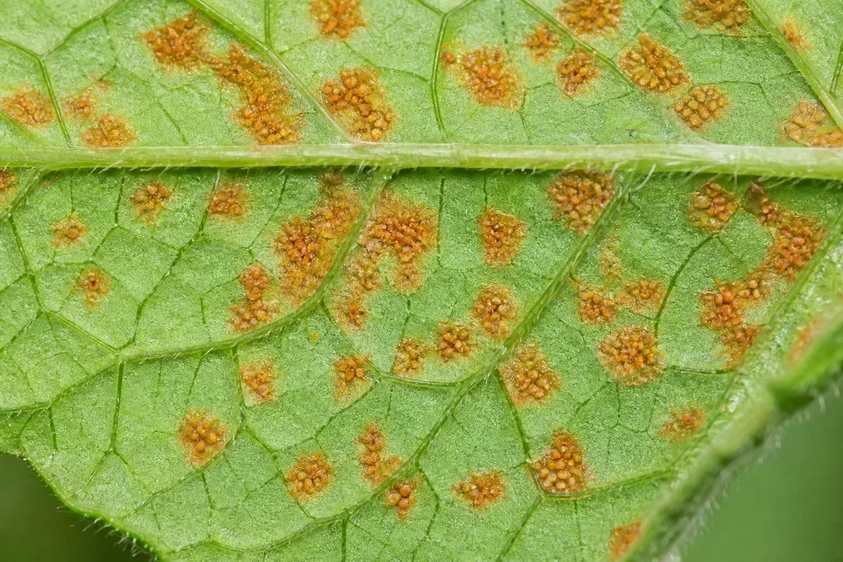 Close-up of Rust Disease on Mint - diagnostic detail