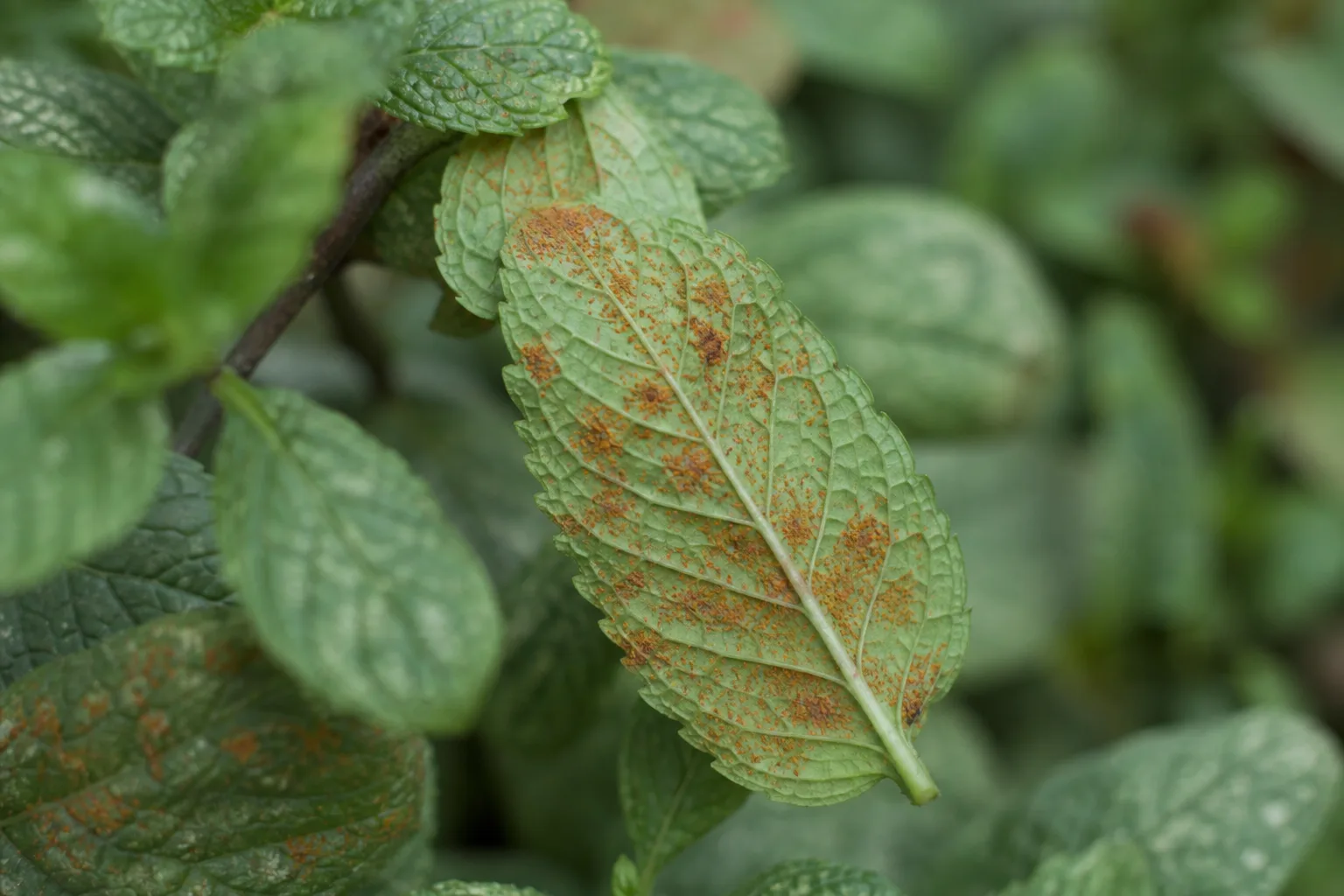 Rust Disease on Mint - visible symptom on the plant