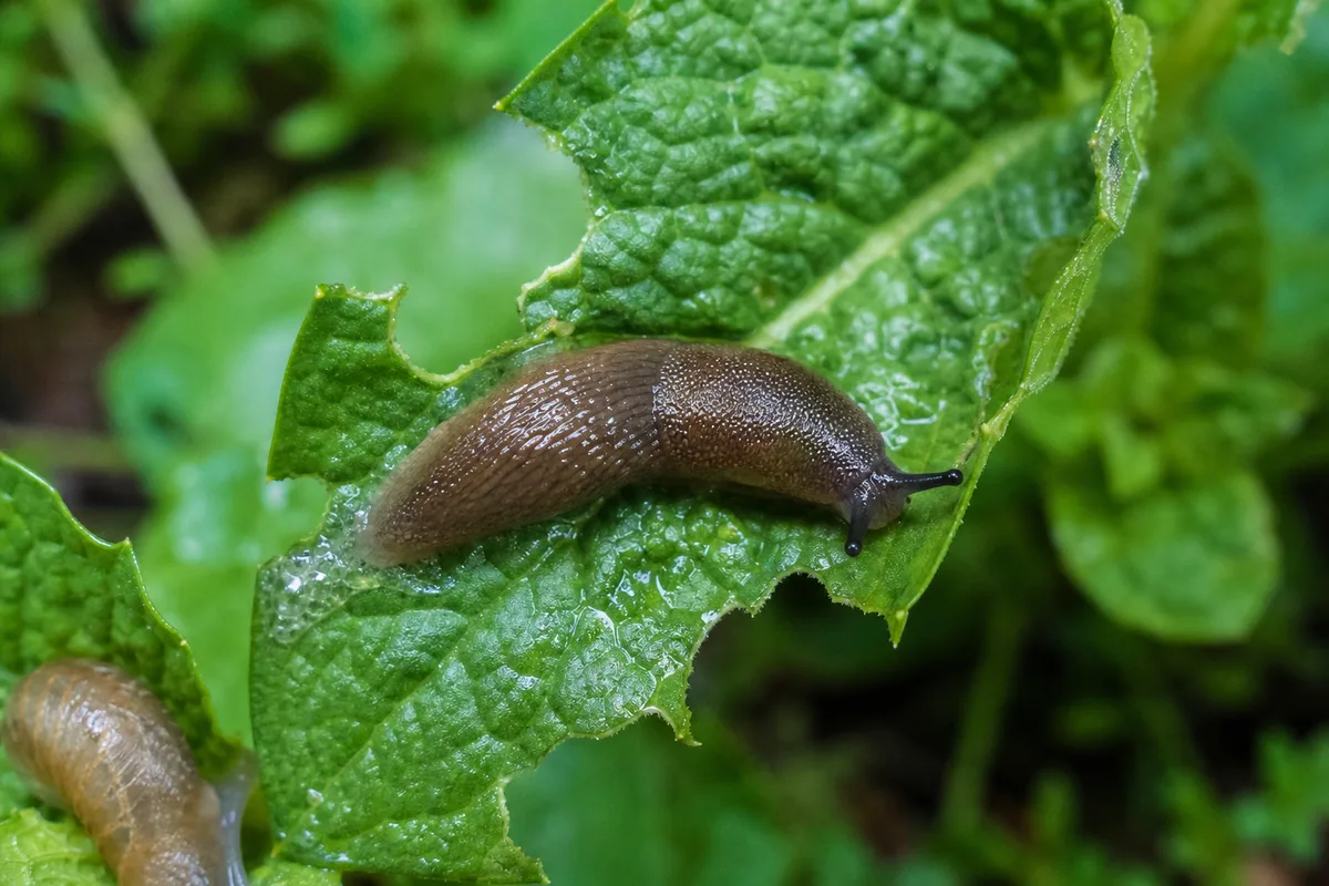 Close-up of Slugs and Snails on Mint - diagnostic detail