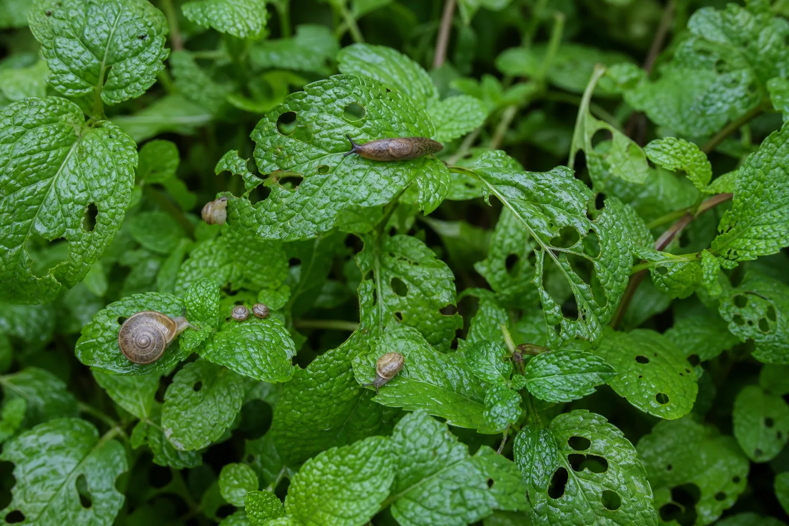 Slugs and Snails on Mint - visible symptom on the plant