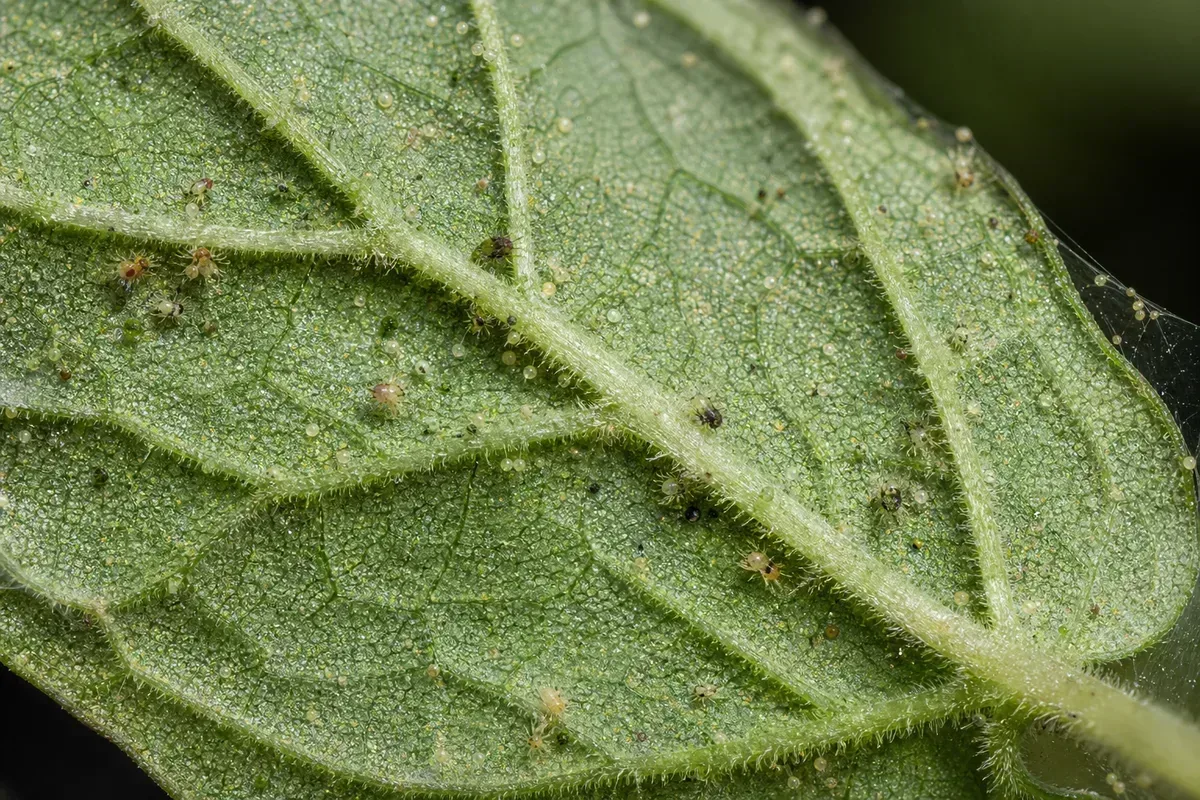 Close-up of Spider Mites on Mint - diagnostic detail