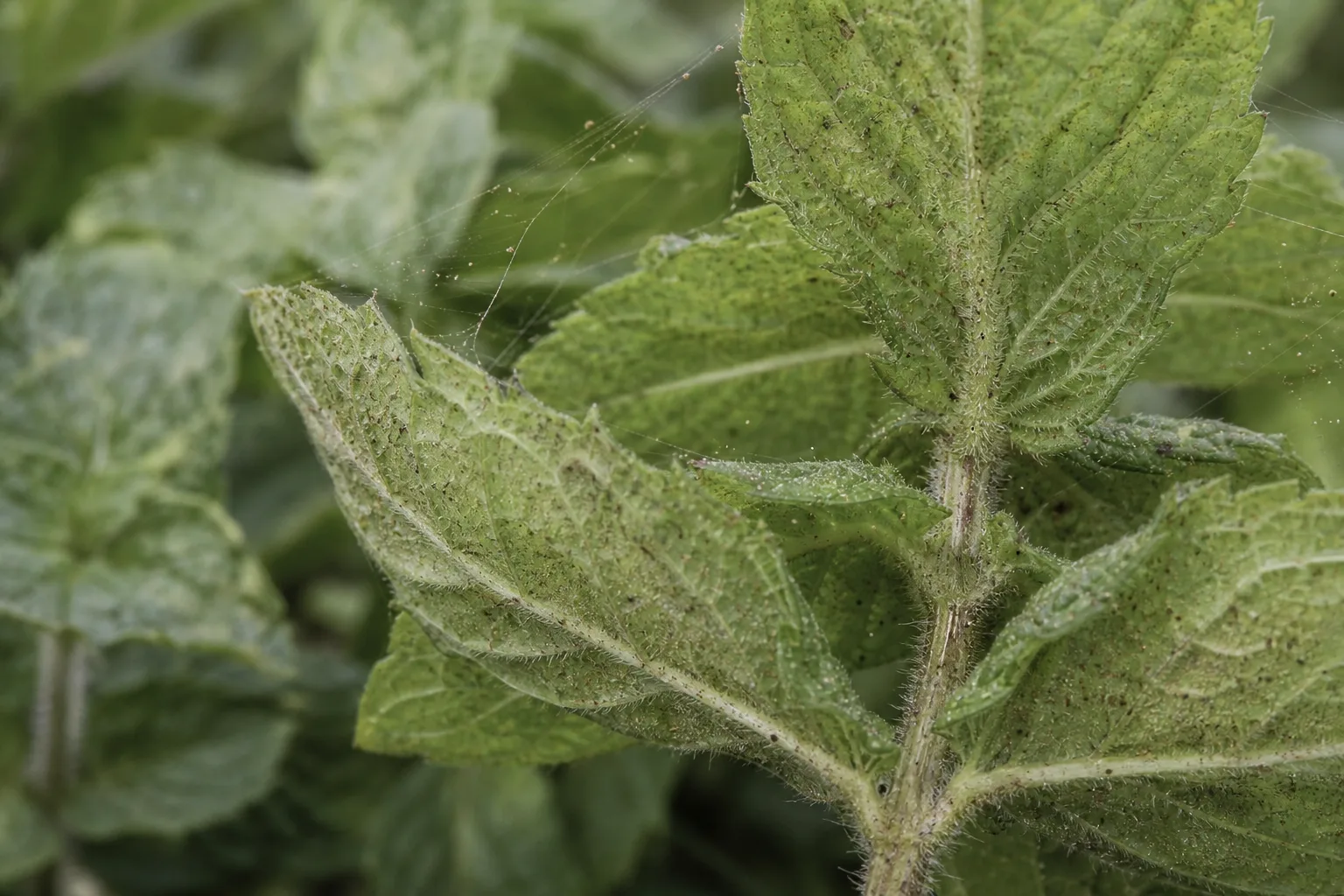 Spider Mites on Mint - visible symptom on the plant
