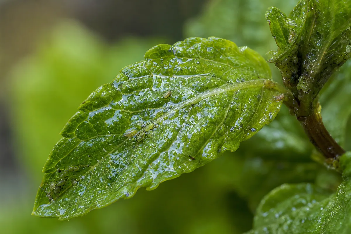Close-up of Sticky Leaves on Mint - diagnostic detail