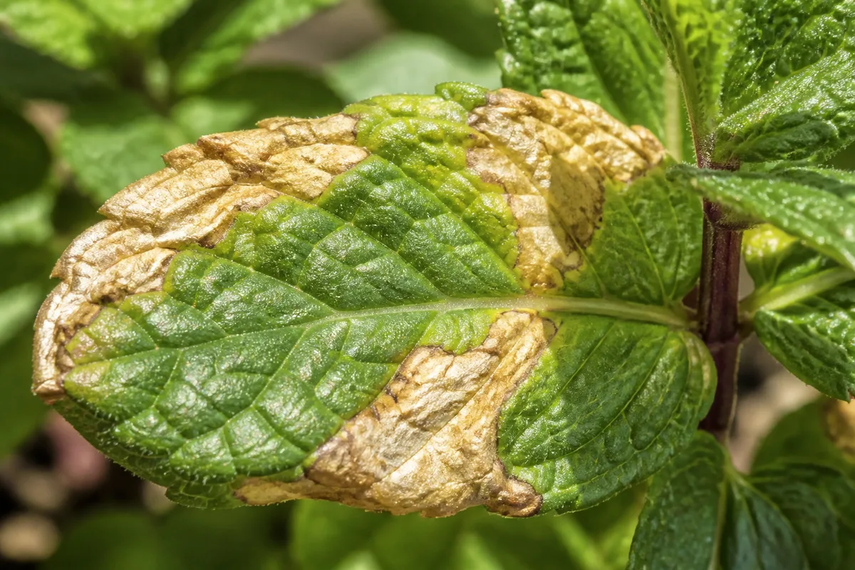 Close-up of Sunburn / Scorched Leaves on Mint - diagnostic detail