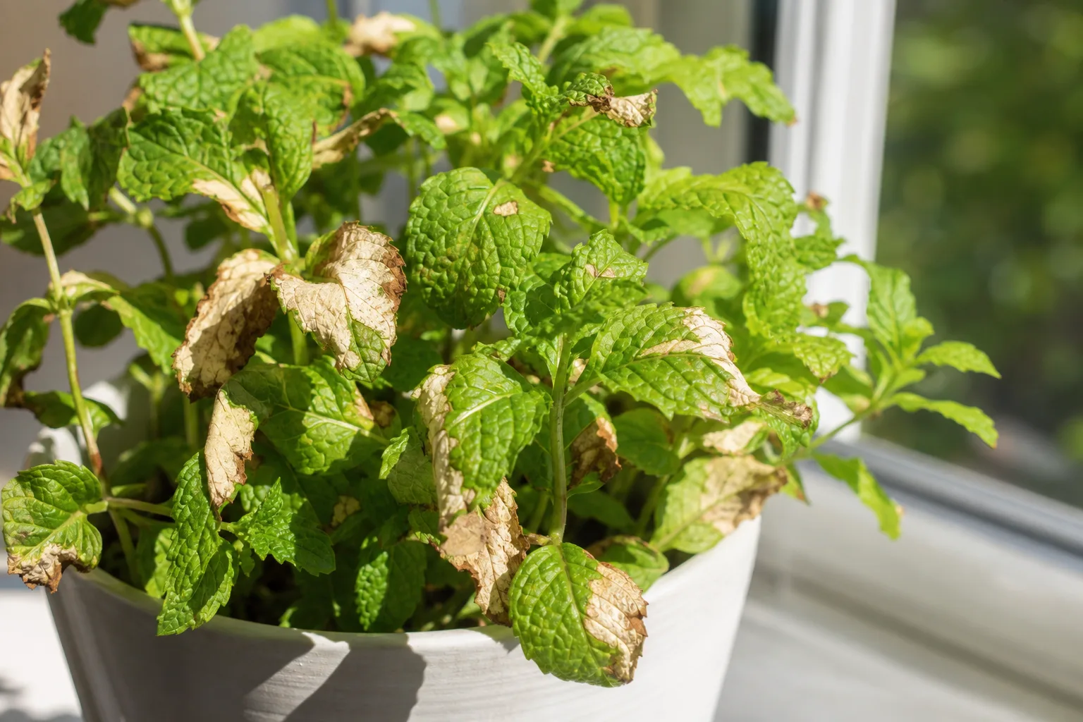 Sunburn / Scorched Leaves on Mint - visible symptom on the plant