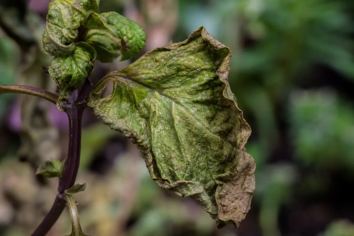 Close-up of Underwatering on Mint - diagnostic detail