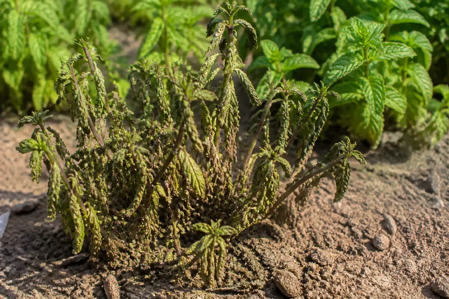Underwatering on Mint - visible symptom on the plant