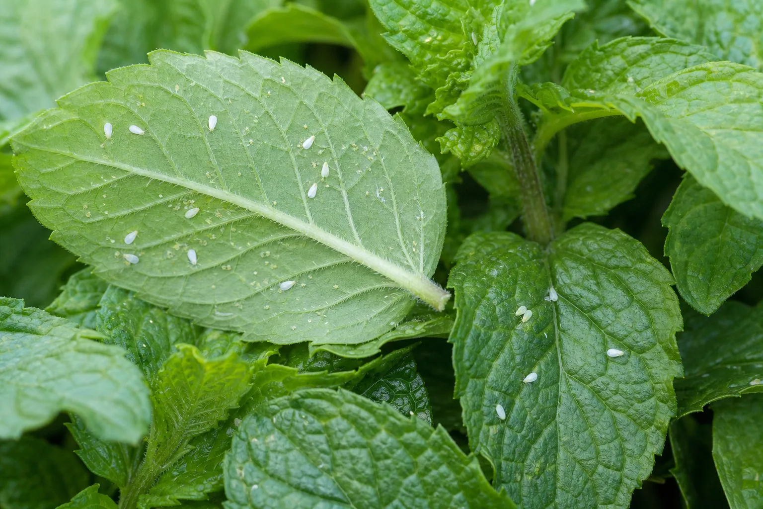 Whiteflies on Mint - visible symptom on the plant