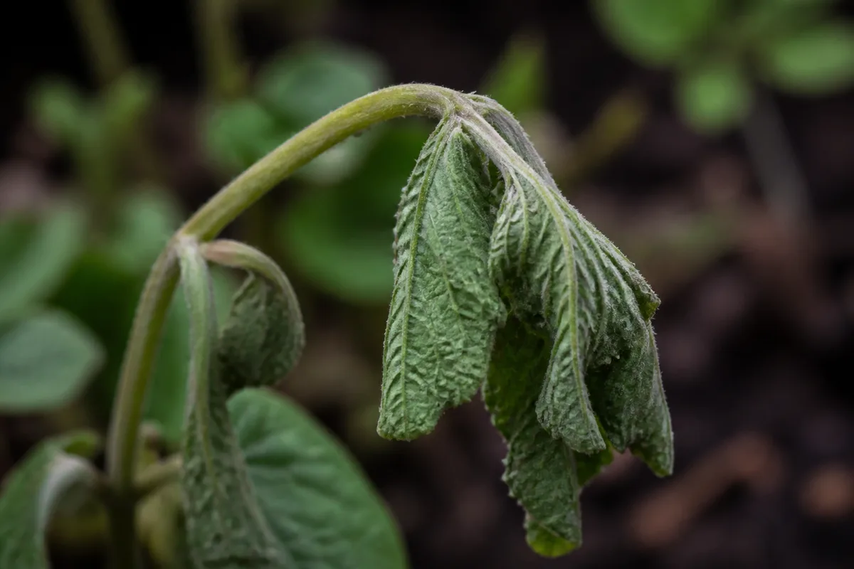 Close-up of Wilting on Mint - diagnostic detail