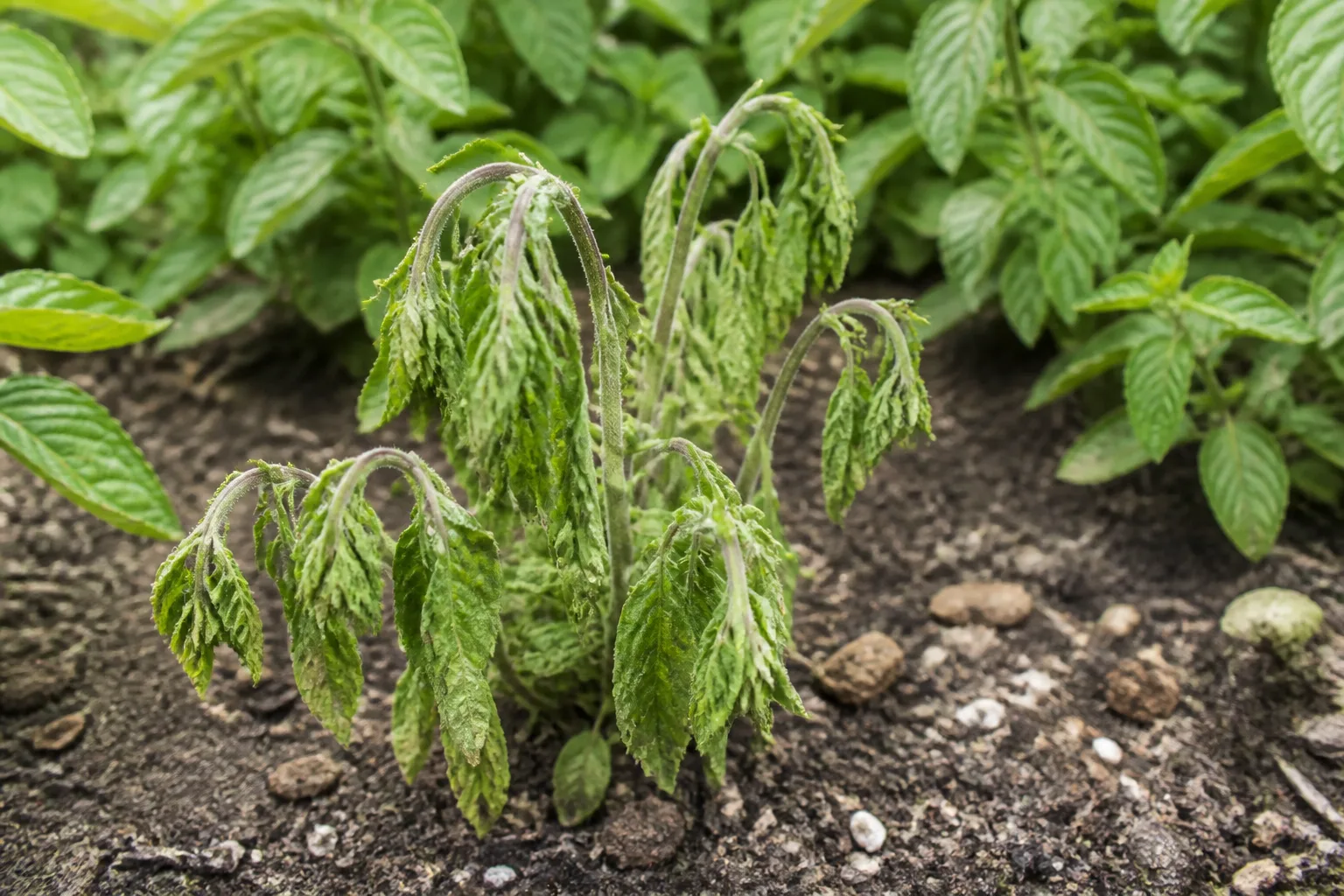 Wilting on Mint - visible symptom on the plant