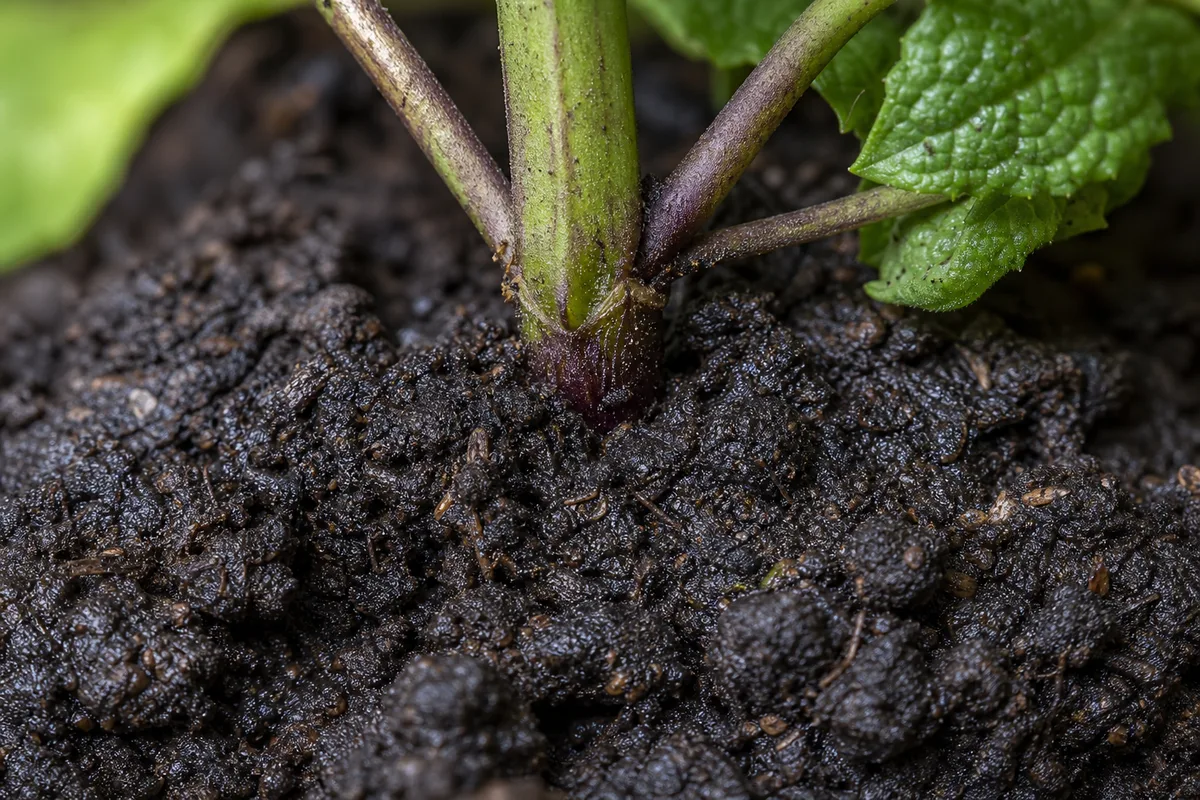 Close-up of Wrong Soil Mix on Mint - diagnostic detail