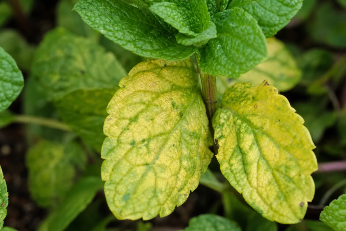 Close-up of Yellow Leaves on Mint - diagnostic detail