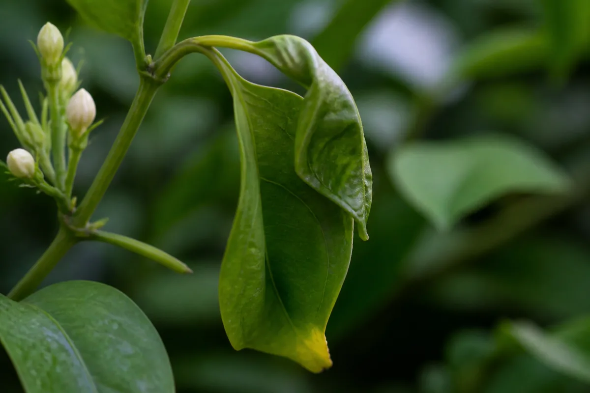 Close-up of Drooping Leaves on Mogra - diagnostic detail