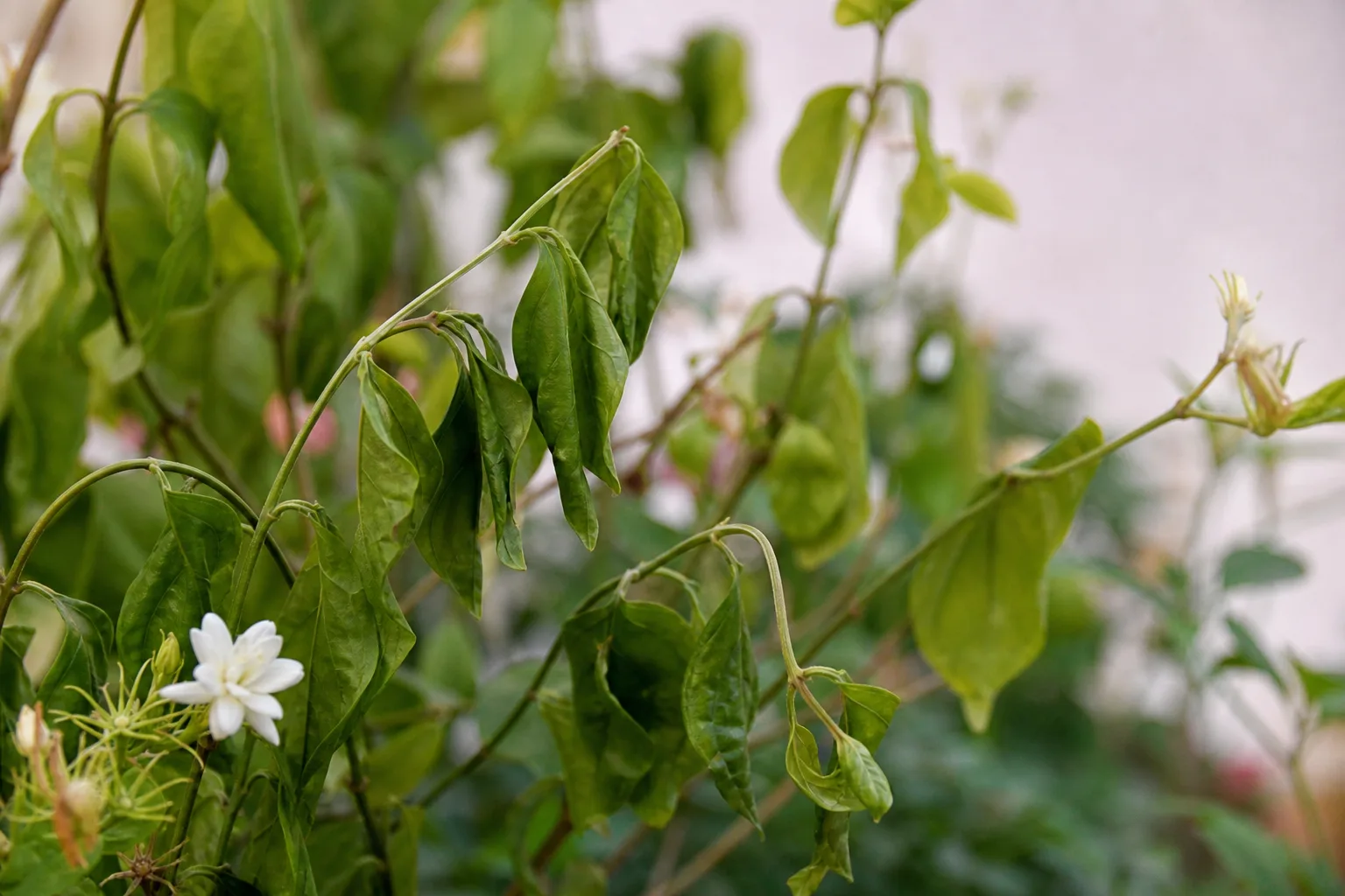 Drooping Leaves on Mogra - visible symptom on the plant