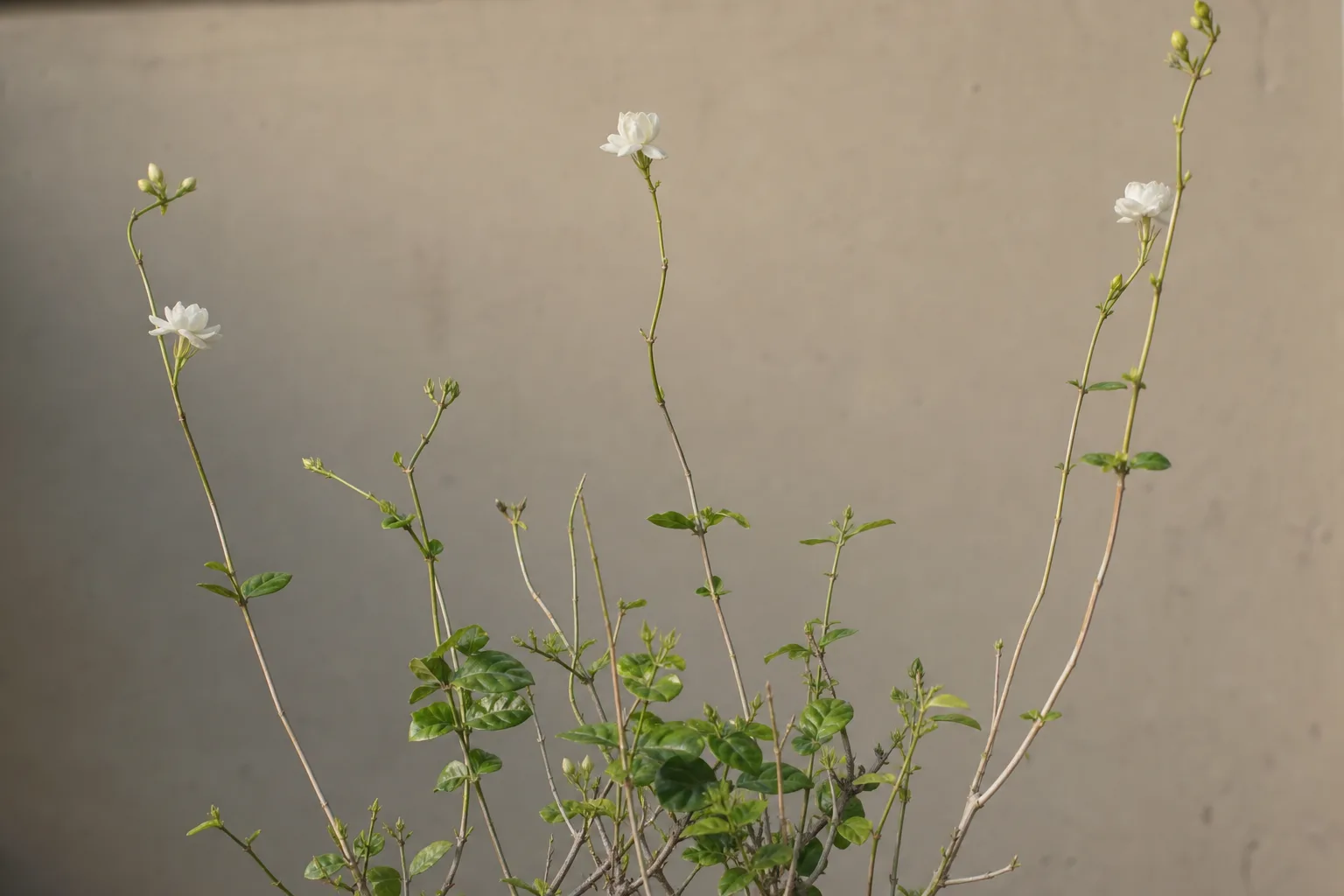 Leggy Growth on Mogra - visible symptom on the plant