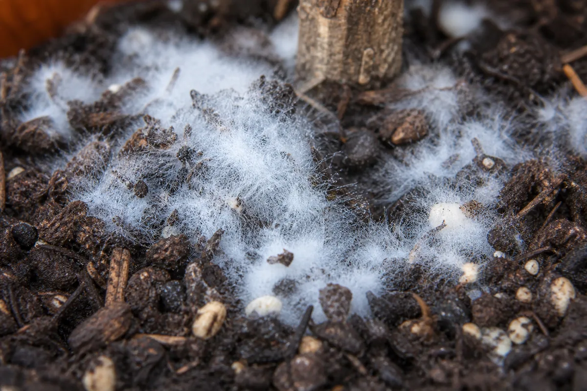 Close-up of Mold on Soil on Mogra - diagnostic detail