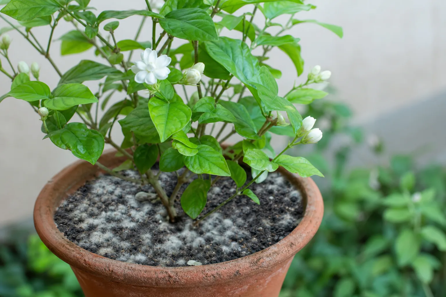 Mold on Soil on Mogra - visible symptom on the plant