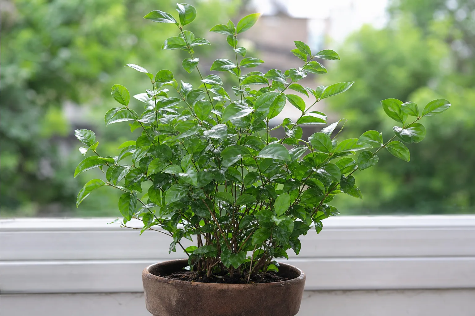 No Flowers on Mogra - visible symptom on the plant