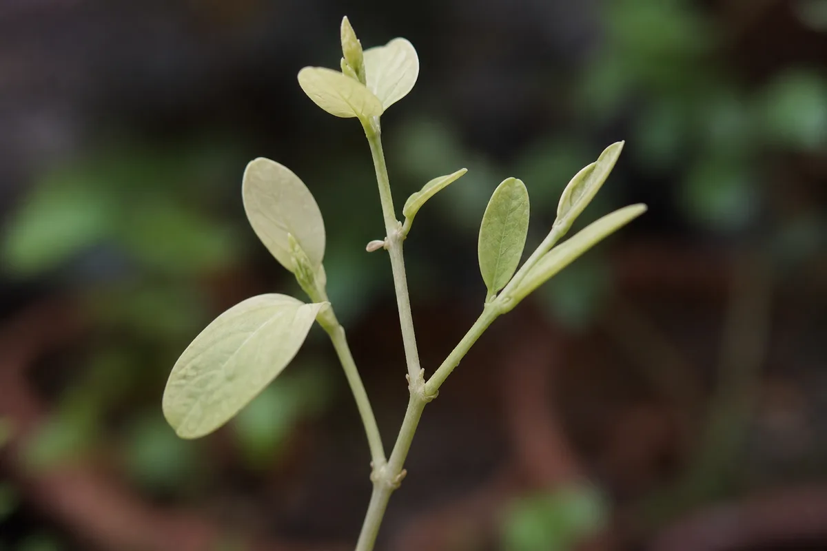 Close-up of Not Enough Light on Mogra - diagnostic detail