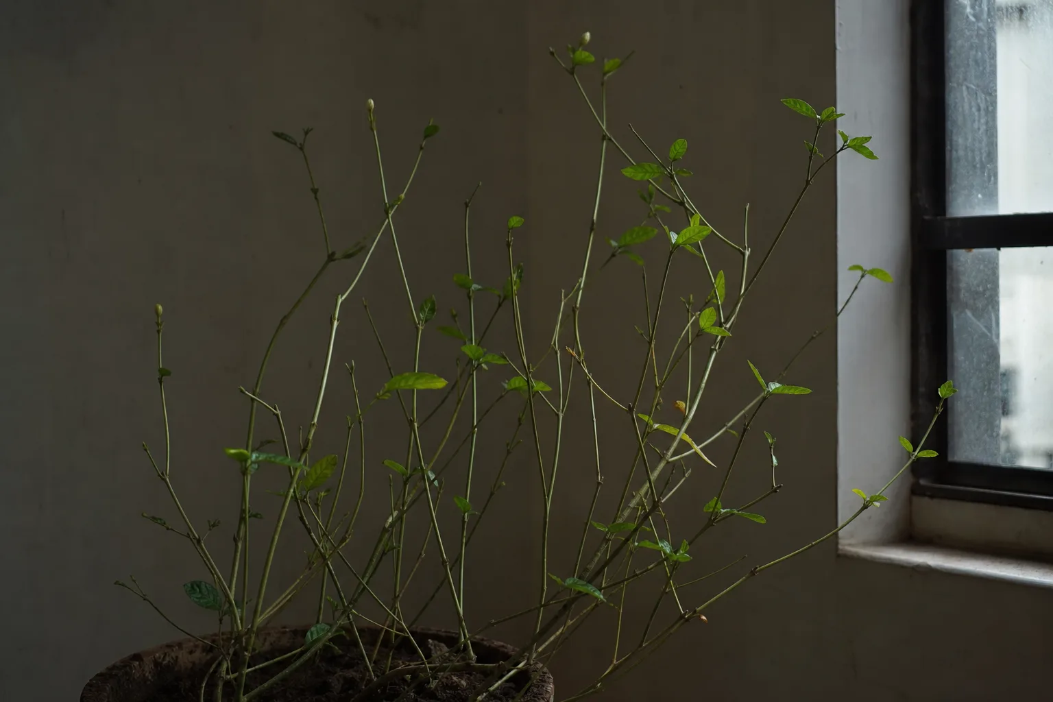 Not Enough Light on Mogra - visible symptom on the plant