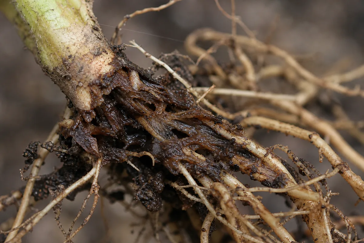 Close-up of Root Rot on Mogra - diagnostic detail