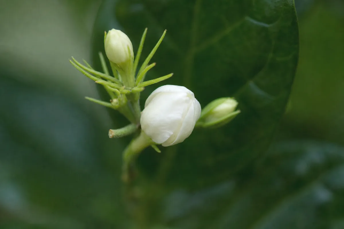 Close-up of Small Flowers on Mogra - diagnostic detail