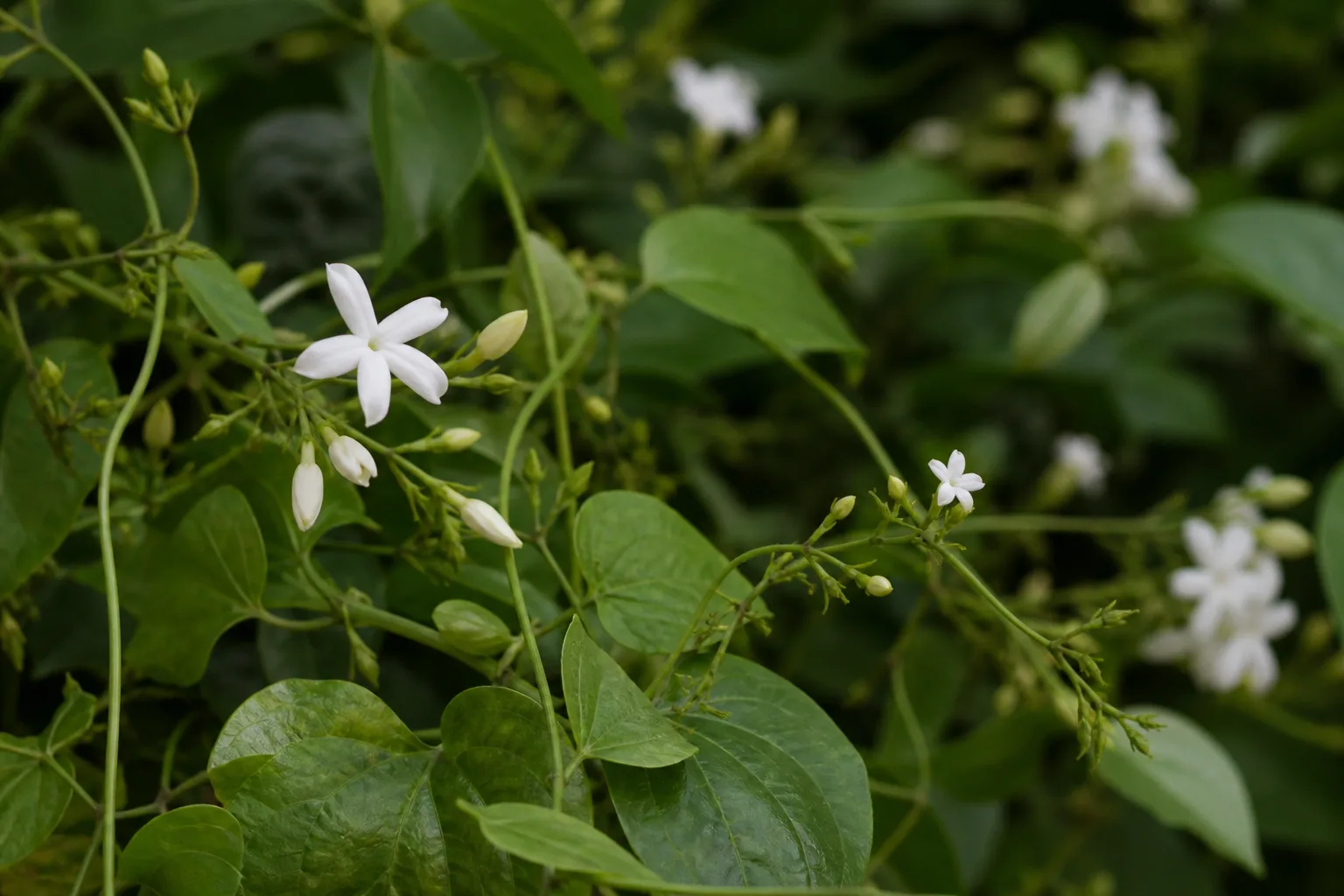 Small Flowers on Mogra - visible symptom on the plant